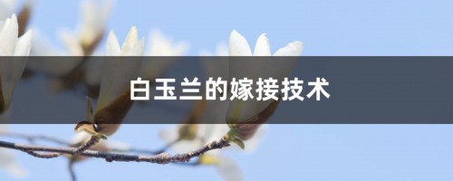 白玉兰的嫁接技术